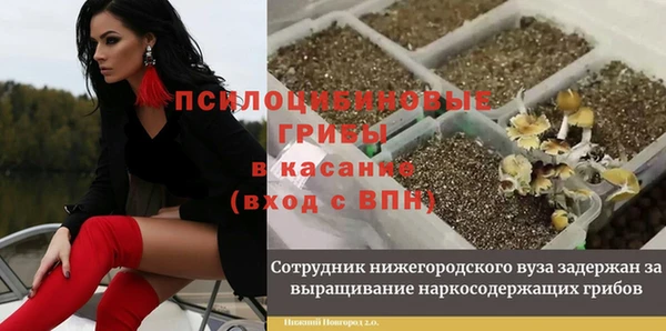 прущие грибы Михайловка